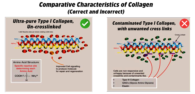 Comparative Characteristics of Collagen